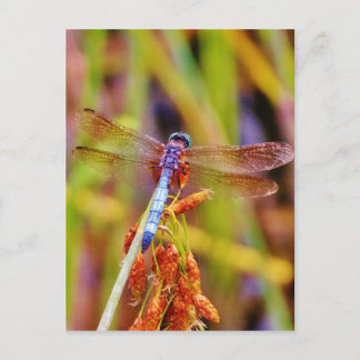 Postal Dragonfly verde azulado