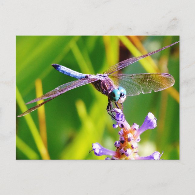 Postal Dragonfly verde azulado y púrpura (Anverso)