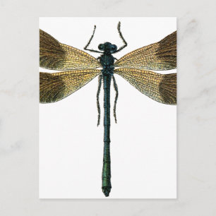 Postal Dragonfly vintage