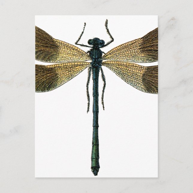 Postal Dragonfly vintage (Anverso)