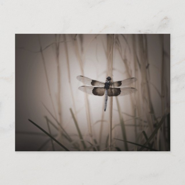 Postal Dragonfly - Vintage (Anverso)