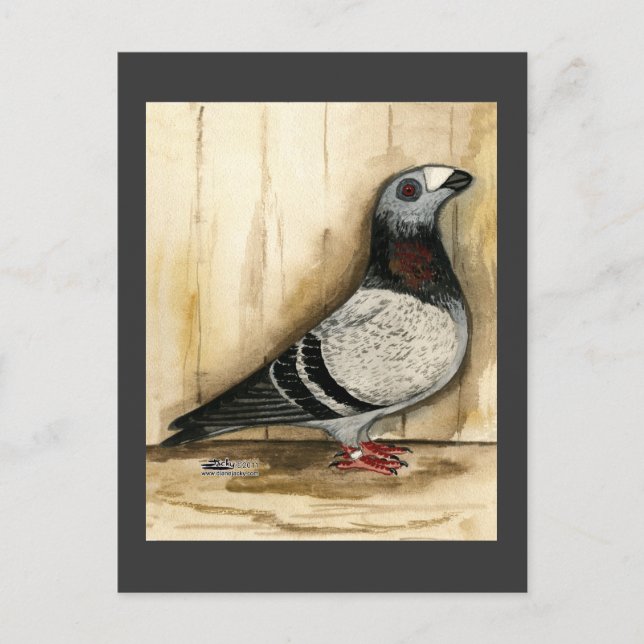 Postal Dragoon Pigeon Blue Grizzle (Anverso)