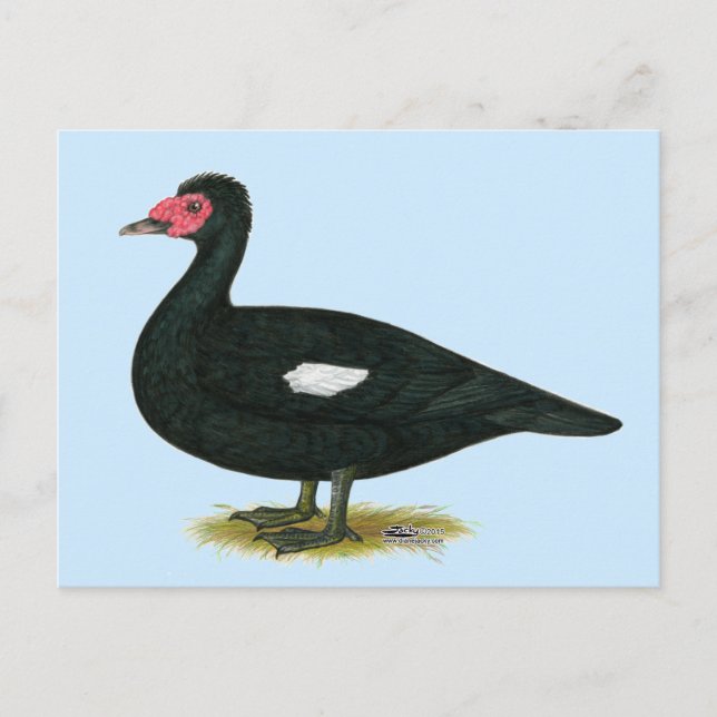 Postal Drake negro Muscovy (Anverso)