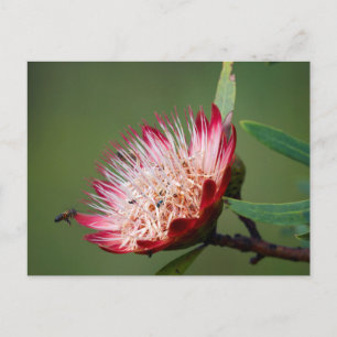 Postal Drakensberg Sugarbush (Protea Dracomontana)