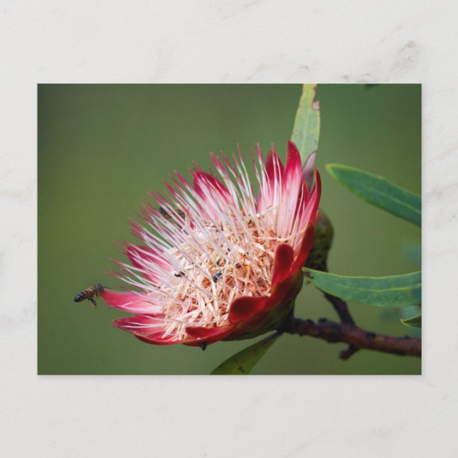 Postal Drakensberg Sugarbush (Protea Dracomontana) (Anverso)