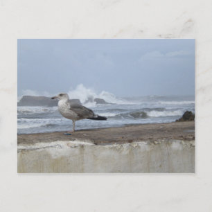 Postal Dramática Gaviota