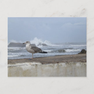 Postal Dramática Gaviota