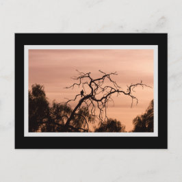 Postal Dramático árbol gótico del atardecer
