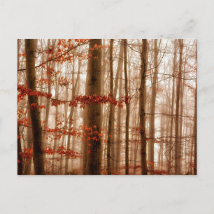 Postal Dramático bosque nublado rojo de invierno sin niev