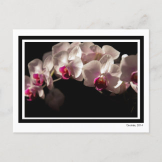 Postal Dramáticos orquídeas rosas y blancas en negro