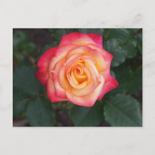 Postal Dream Come True Rosa #1 Postcard
