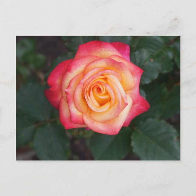 Postal Dream Come True Rosa #1 Postcard (Anverso)