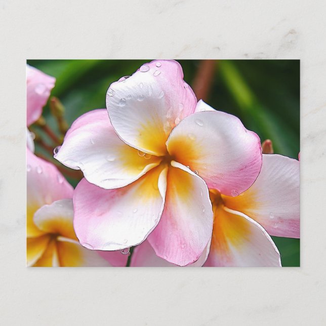 Postal Dream Palette: franjipani flower Carte postale (Anverso)