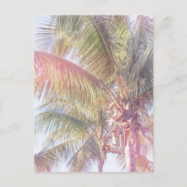 Postal Dream Palm Tree (Anverso)