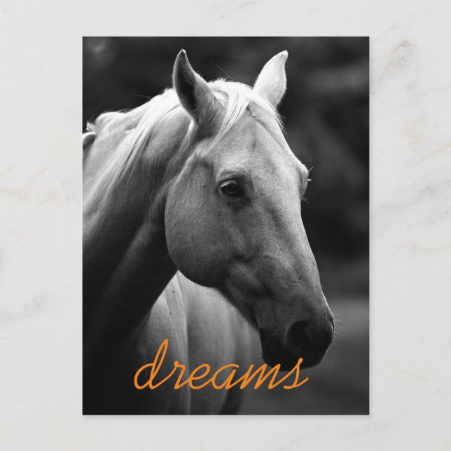 Postal Dreams Motivational Black & White Horse Head (Anverso)