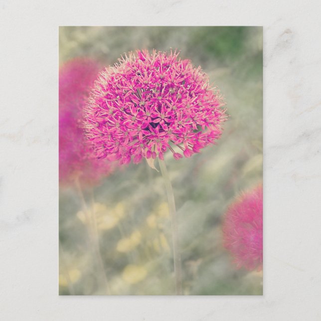 Postal Dreamy Alliums (Anverso)