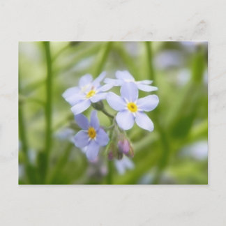 Postal Dreamy Blue Forget Me Nots