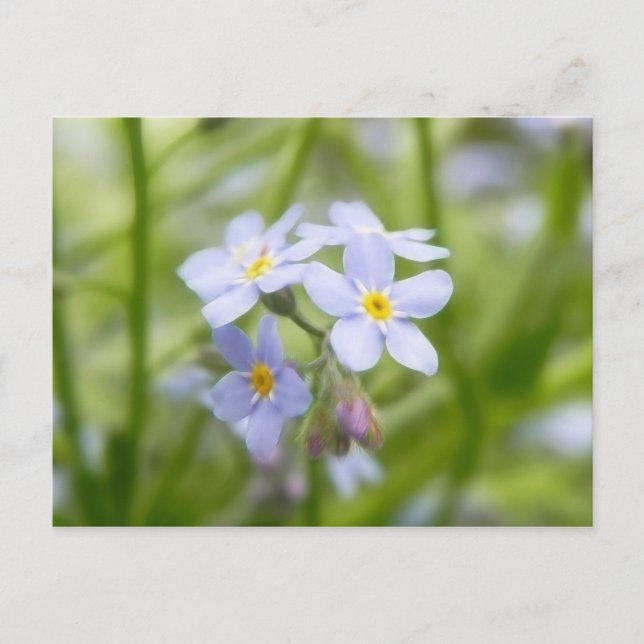 Postal Dreamy Blue Forget Me Nots (Anverso)