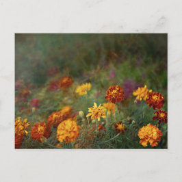 Postal Dreamy marigold fine art photo