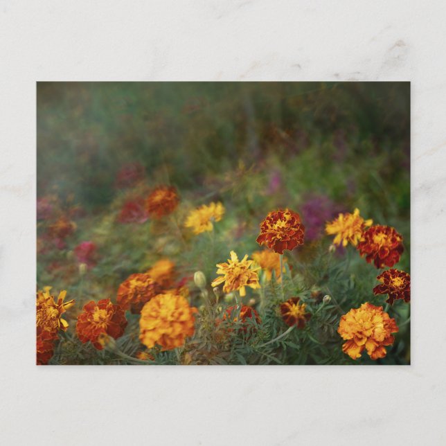 Postal Dreamy marigold fine art photo (Anverso)