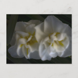 Postal Dreamy Narcissus Daffodils