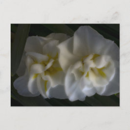 Postal Dreamy Narcissus Daffodils