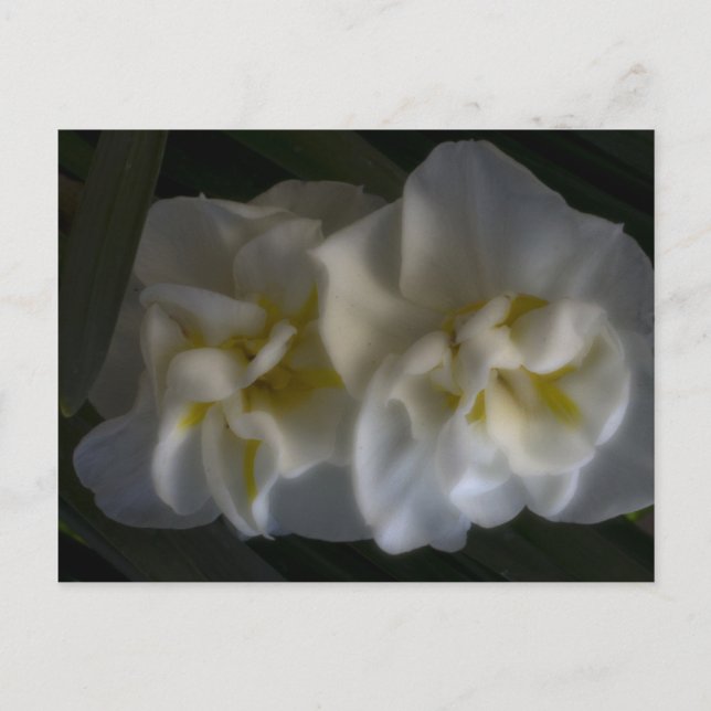 Postal Dreamy Narcissus Daffodils (Anverso)