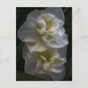 Postal Dreamy Narcissus Daffodils