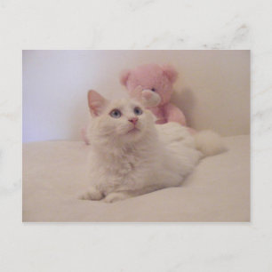 Postal Dreamy Spoiled Kitty Card