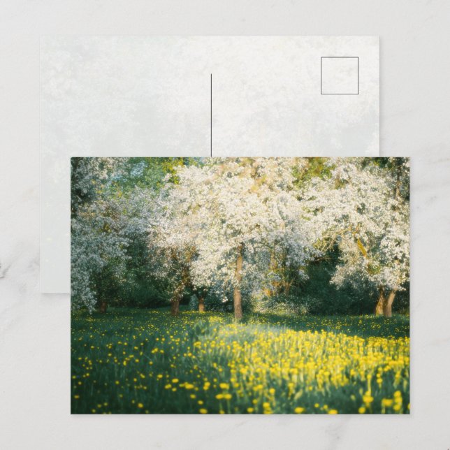 Postal Dreamy spring orchard (Anverso / Reverso)