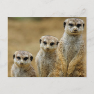 Postal drei Erdmaennchen (Suricata suricatta)