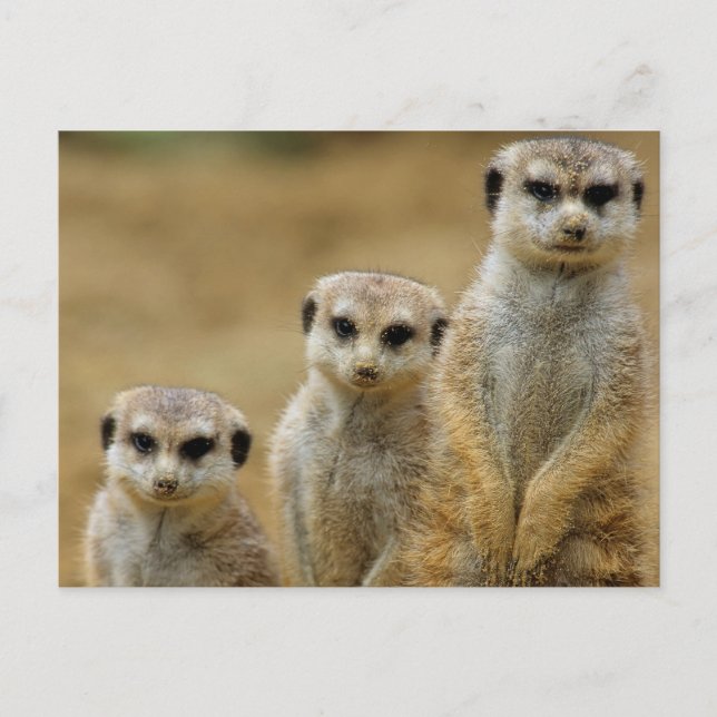 Postal drei Erdmaennchen (Suricata suricatta) (Anverso)