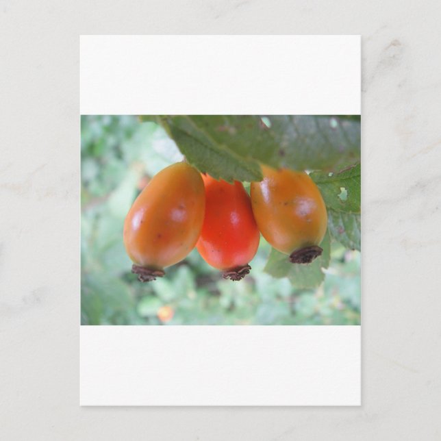 Postal Drei naranja Hagebutten (Anverso)