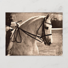 Postal Dressage Grunge