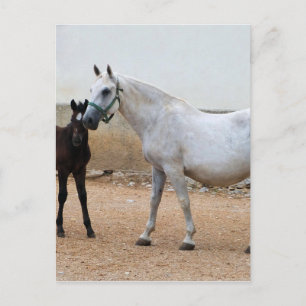 Postal Dressage Show Horse