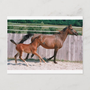 Postal Dressage Show Horse