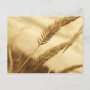 Postal Drew Sullivan - Prairie Grass