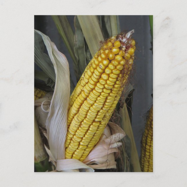 Postal Dried Corn Stalk (Anverso)