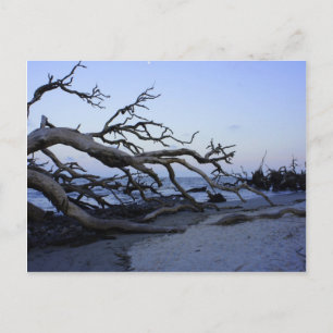 Postal Driftwood Beach