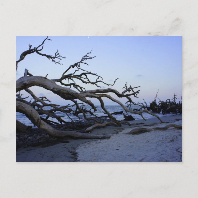 Postal Driftwood Beach (Anverso)