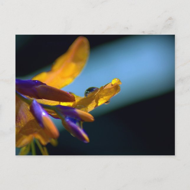 Postal Drogas De Agua En Petales (Anverso)