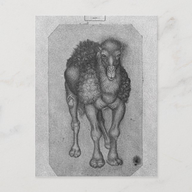 Postal Dromedary, del álbum The Vallardi (Anverso)