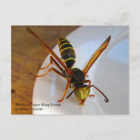 Drone de Wasp (P. fuscatus) de papel dorado del no