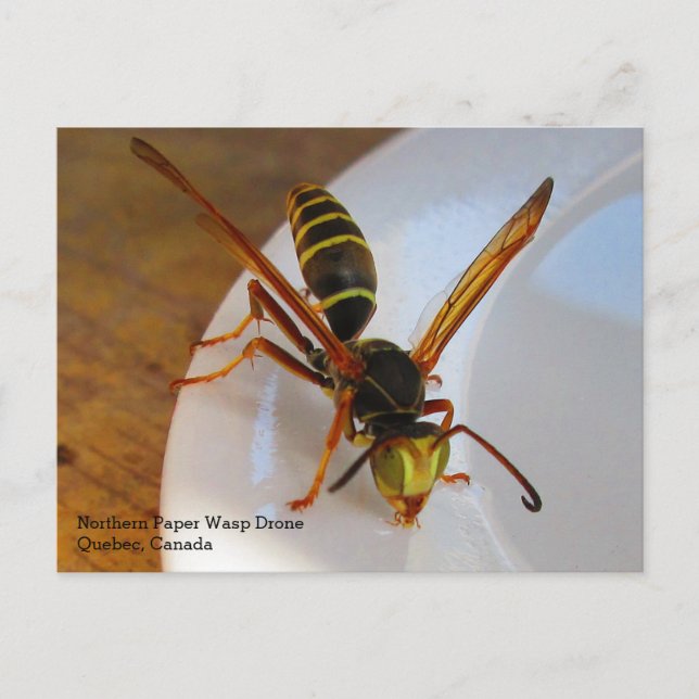 Postal Drone de Wasp (P. fuscatus) de papel dorado del no (Anverso)