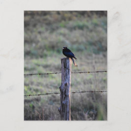 POSTAL DROONG NEGRA POST RURAL QUEENSLAND AUSTRALIA