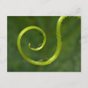 Postal Dropletas De Agua En Un Vino