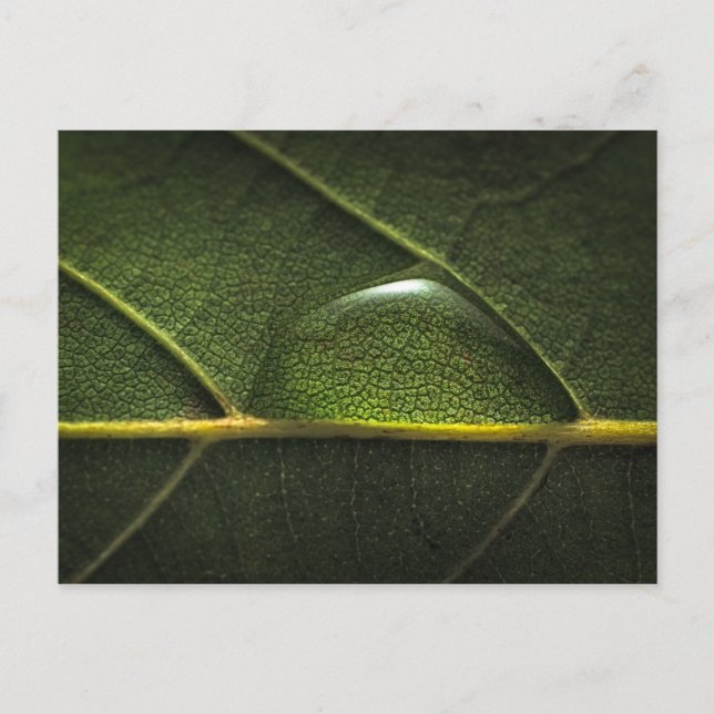 Postal Droplets de hojas (Anverso)