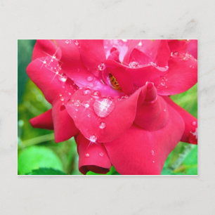 Postal Droplets sobre pétalos postcard