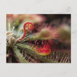 Postal Drosera Capillaris