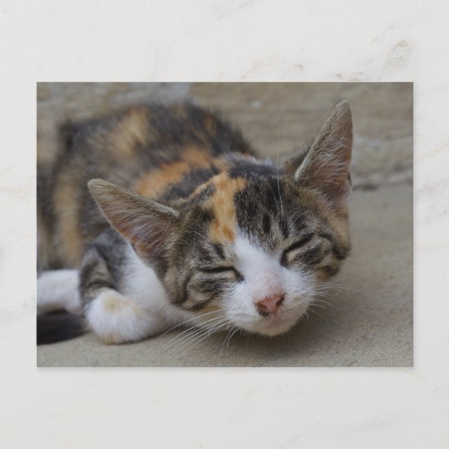 Postal Drowsing Calico Kitten (Anverso)